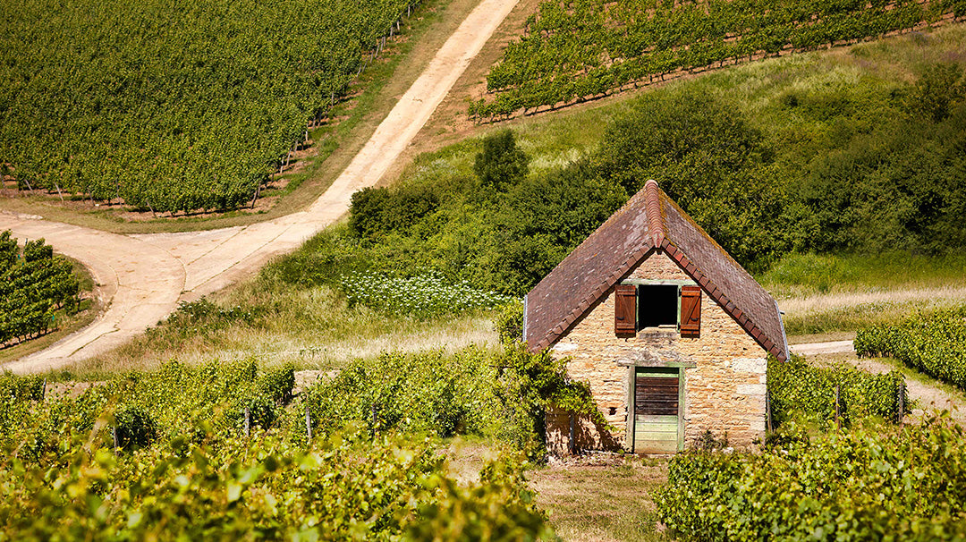 Domaine Rolet Arbois Poulsard Vieilles Vignes