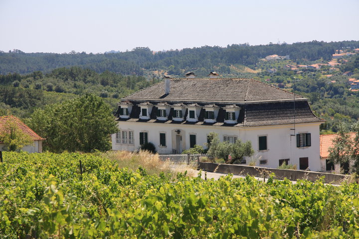 Quinta do Montalto Vinho de Mesa Ânfora de Baco Fernão Pires