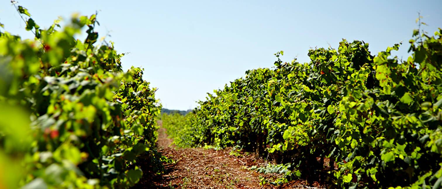 Vinhedo uva casta Sauvignon Blanc