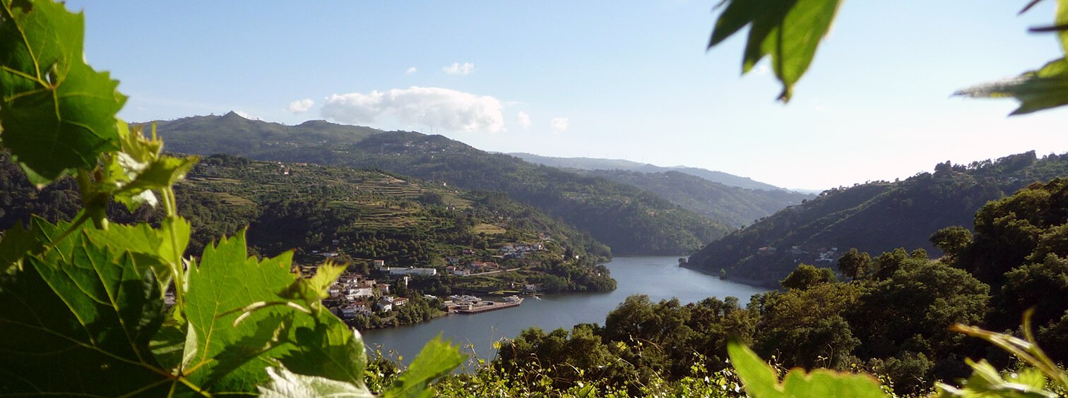 Paisagem, vista da vinicola da região portuguesa de vinhos verdes