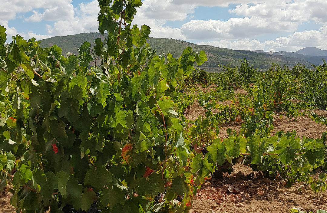 Bodegas Pinoso Alicante Monastrell Cepa 50 Viñas Viejas