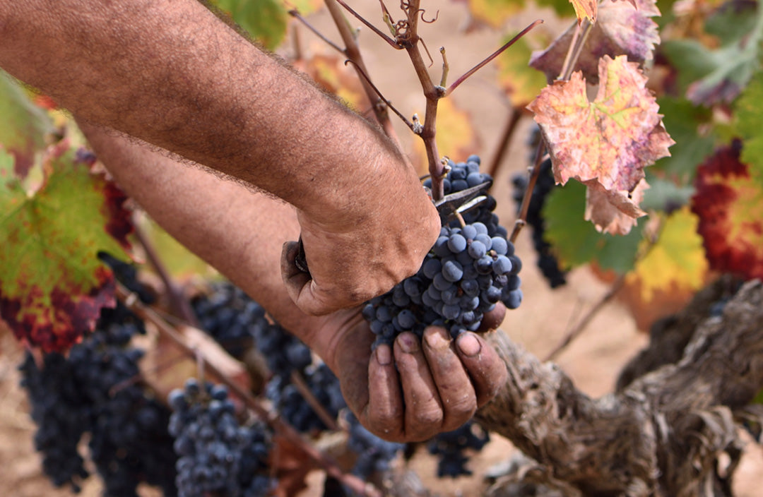 Bodegas Pinoso Alicante Monastrell Cepa 50 Viñas Viejas