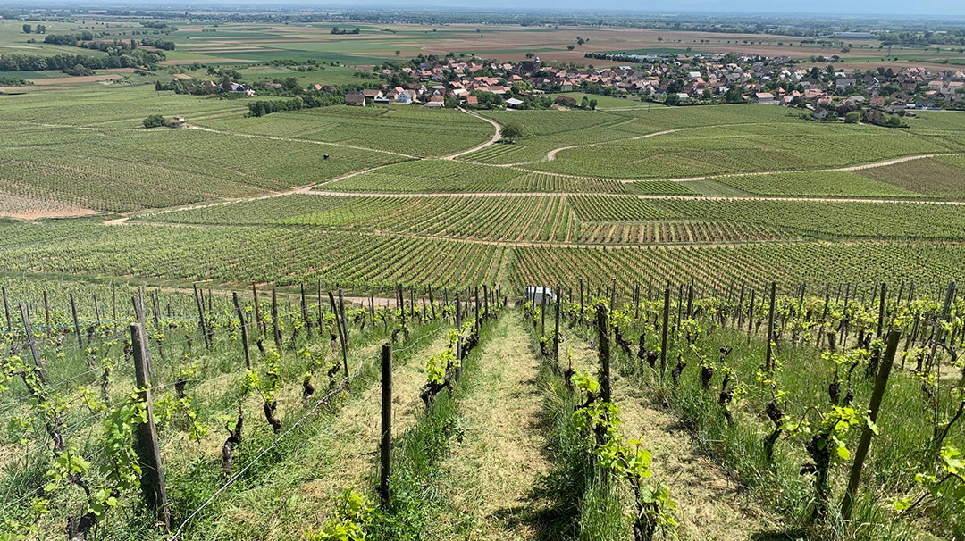Domaine Rominger Alsace Pinot Noir