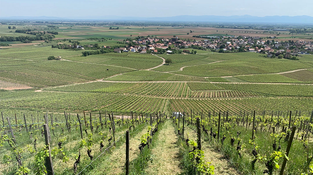 Domaine Rominger Alsace Riesling