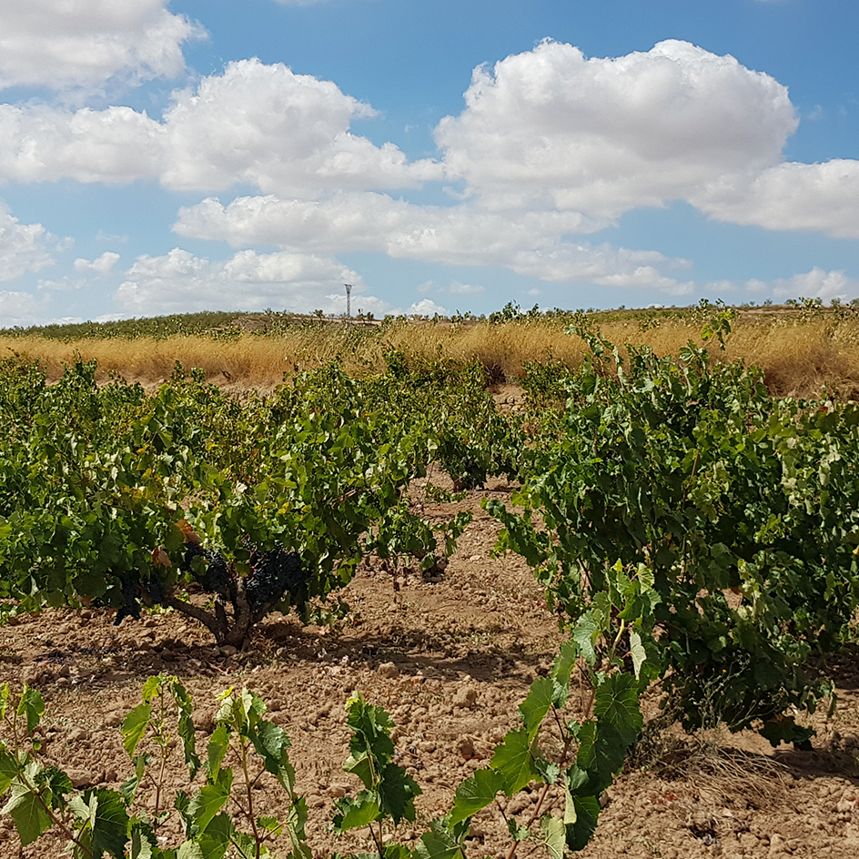 Bodegas Pinoso Alicante Vergel Blanco