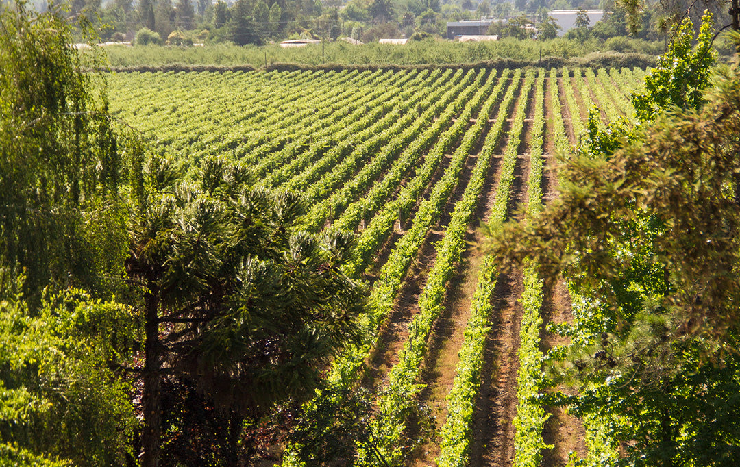 Torreón de Paredes Reserva Cabernet Sauvignon