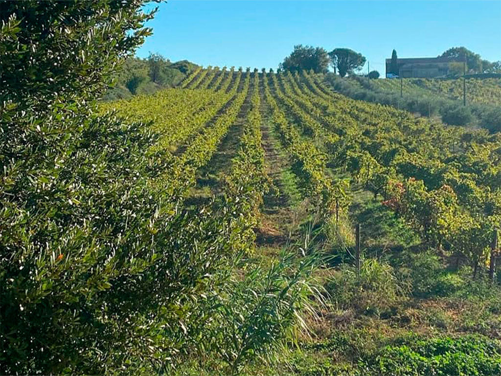 Château Le Devoy Martine  IGP Vin de Pays du Gard 2018