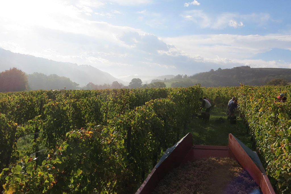 Domaine Nigri Juraçon Pas De Deux