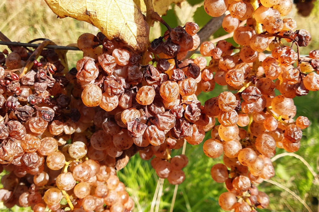 Domaine Nigri Juraçon Pas De Deux